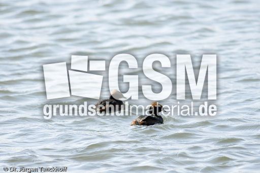 Ohrentaucher (9 von 10).jpg